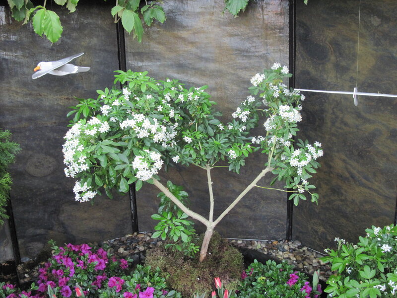 Flowering Tree in Garden — Green