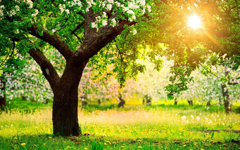 Flowering Tree in Orchard — Green, Serene, Spring