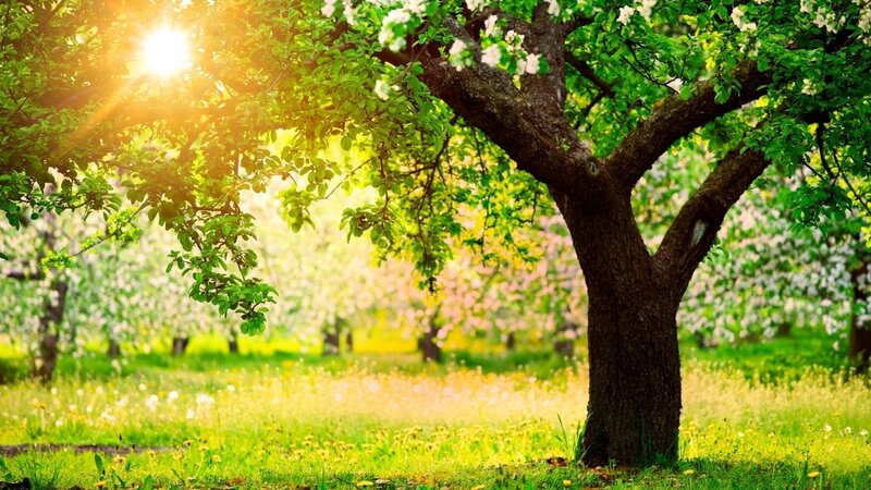 Flowering Tree in Orchard — Green, Serene