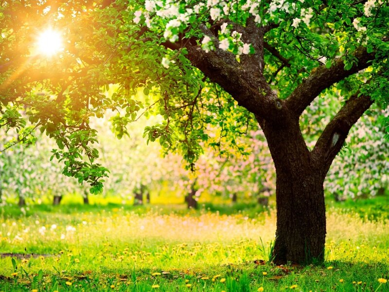 Flowering Tree in Orchard — Green