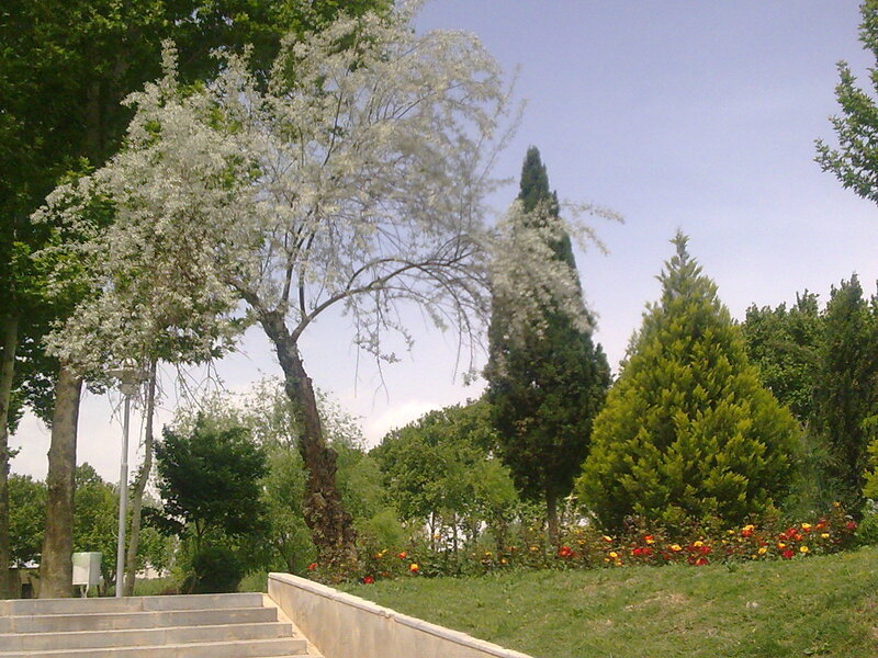 Flowering Tree in Park — Green, Serene
