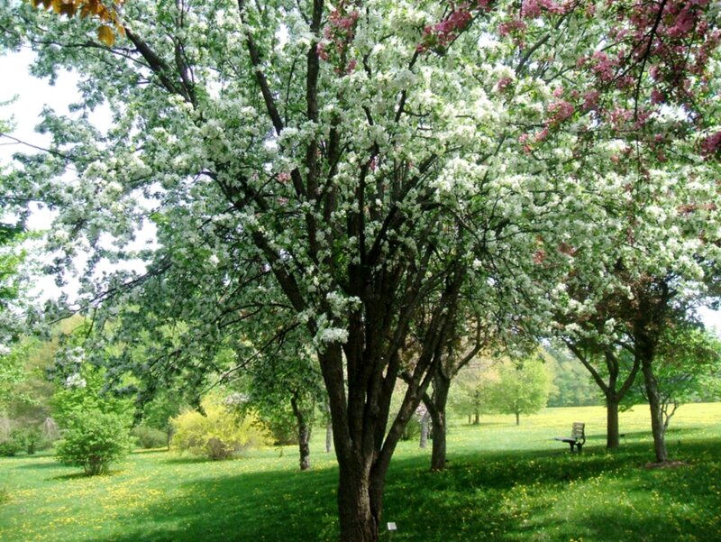 Flowering Tree in Park — Green