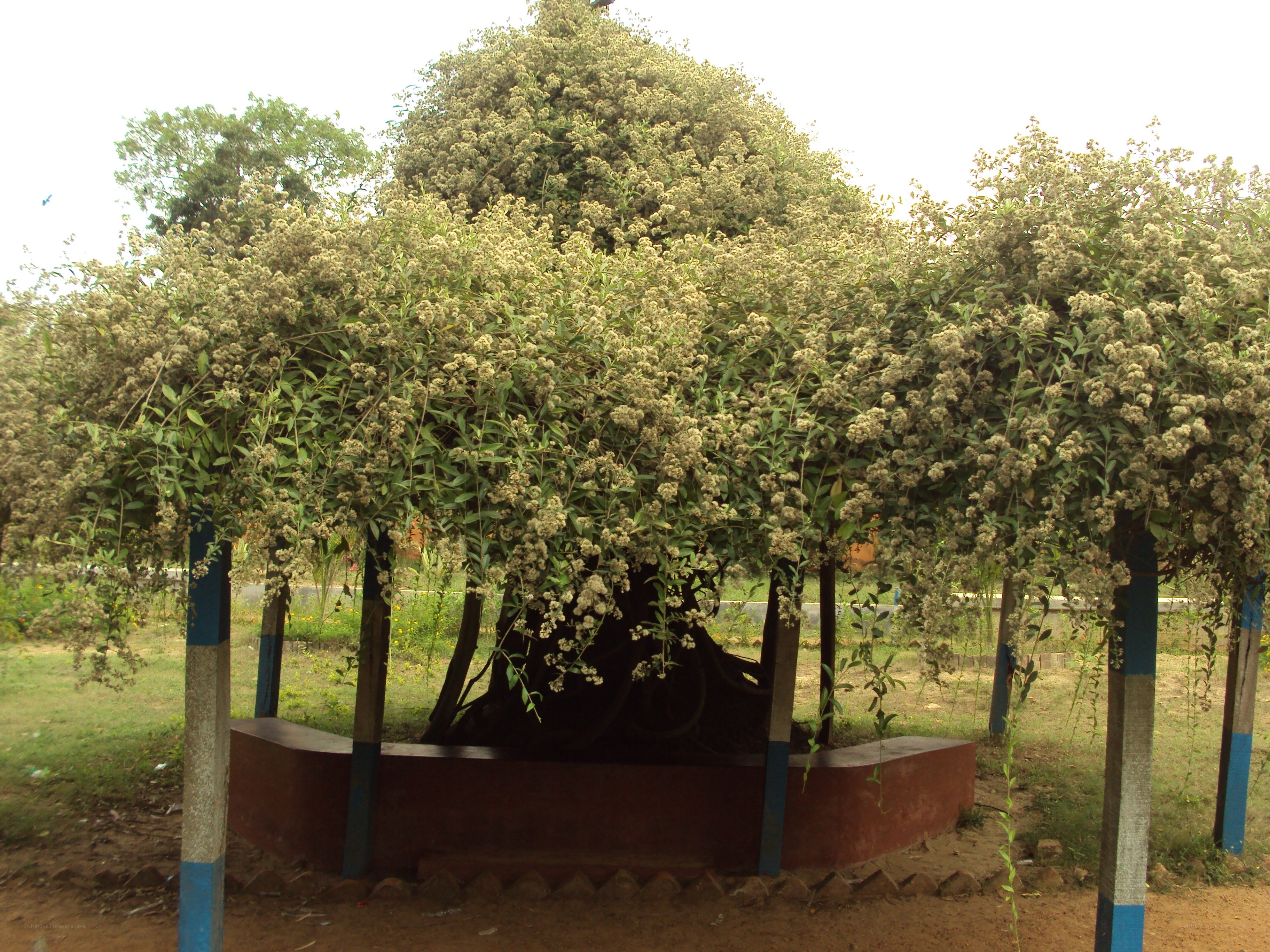 flowering tree in park