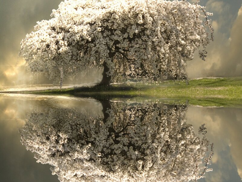 Flowering Tree in Water