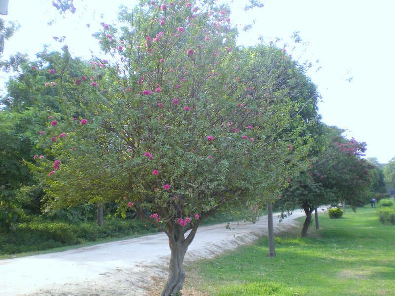 Flowering tree on a park path