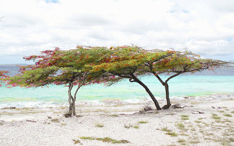 Flowering Tree on Beach