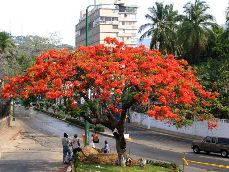 Flowering tree on city street