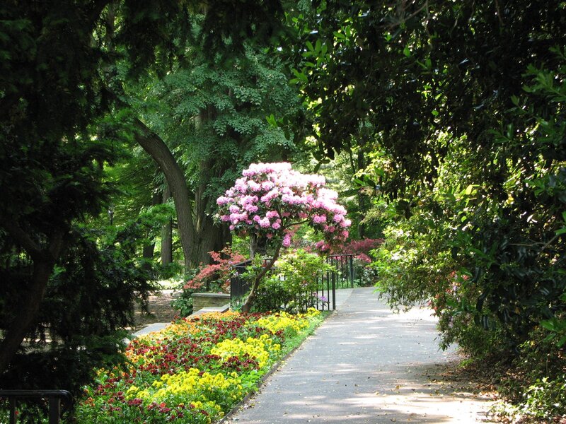 Flowering Tree on Path — Green