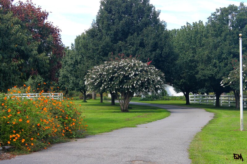Flowering Tree on Path