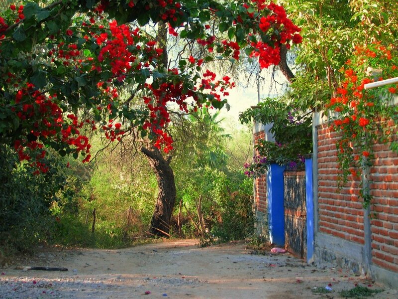 Flowering tree over a dirt path