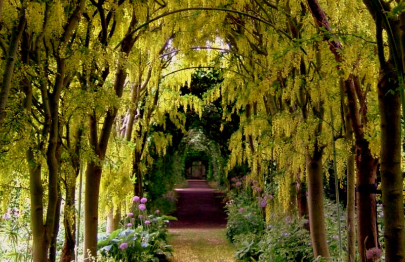 Flowering tree tunnel path