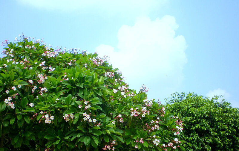 flowering tree under blue sky