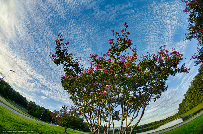 Flowering tree under cloudy sky