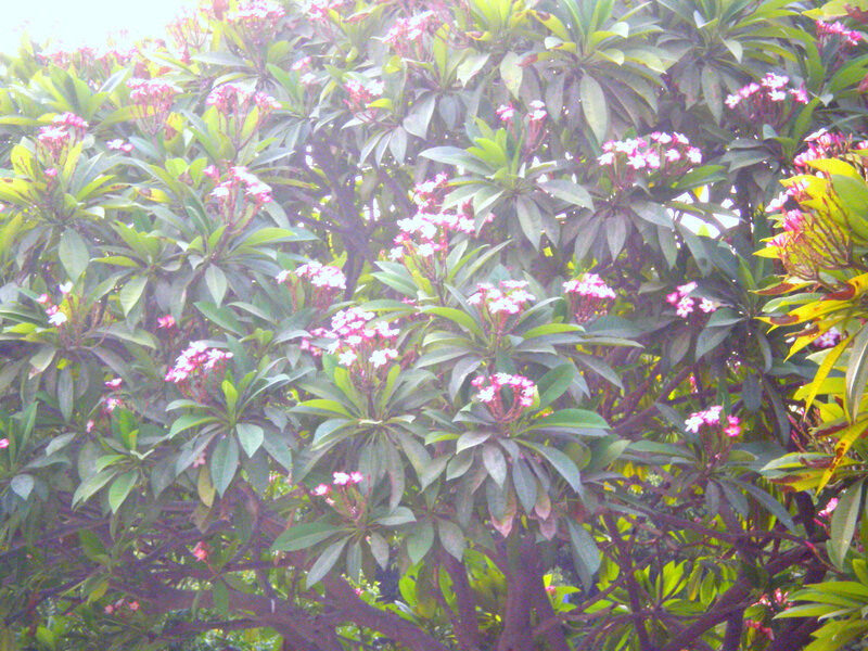 flowering tree with pink blossoms