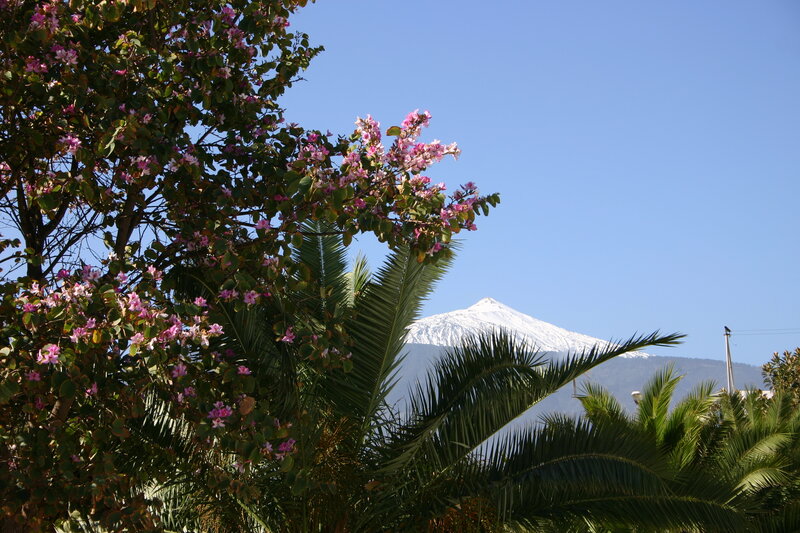 Flowering tree with snow-capped mountain