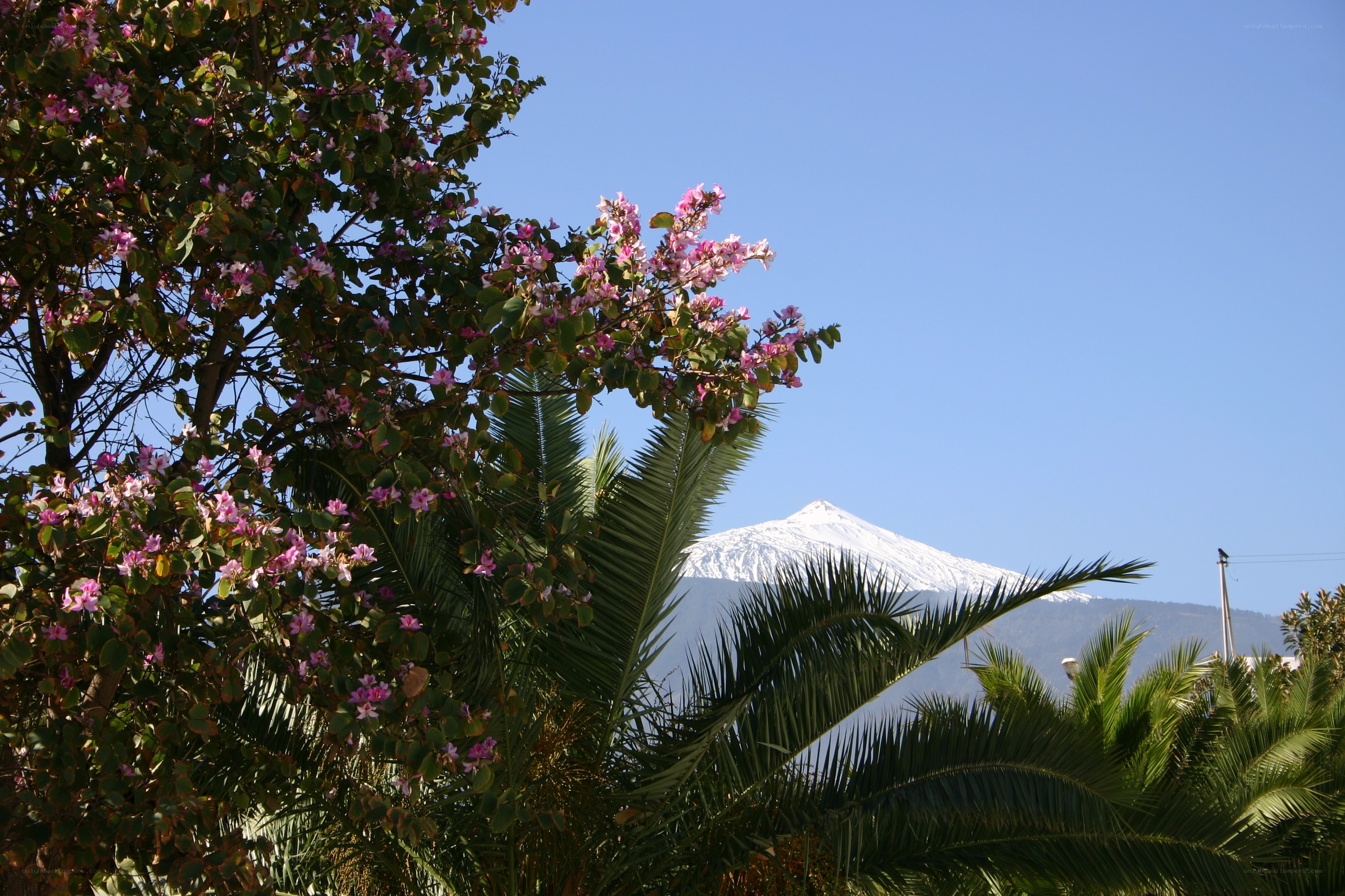 Flowering tree with snow-capped mountain