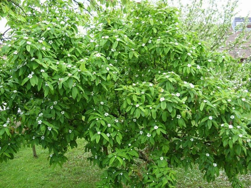 Flowering Tree with White Blossoms