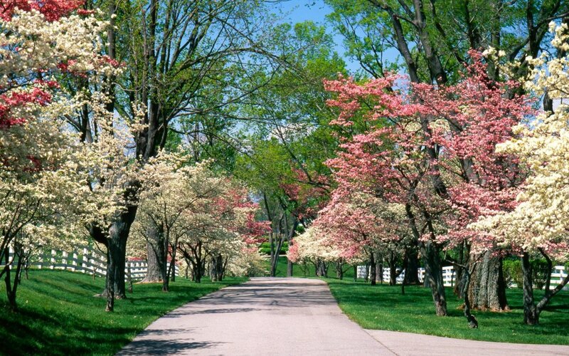 Flowering Trees Along Path — Green, Serene, Spring