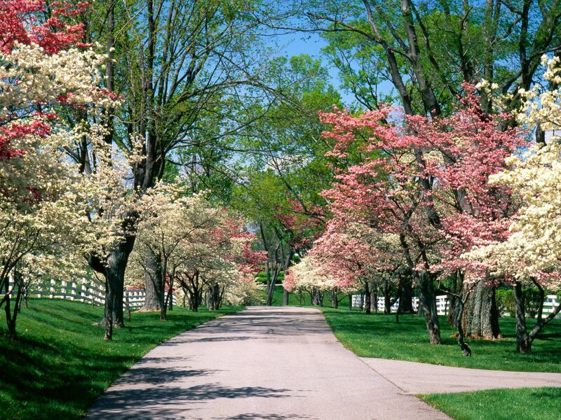 Flowering Trees Along Path — Green, Serene