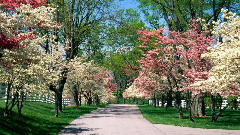 Flowering Trees Along Path — Green