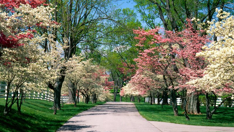 Flowering Trees Along Path