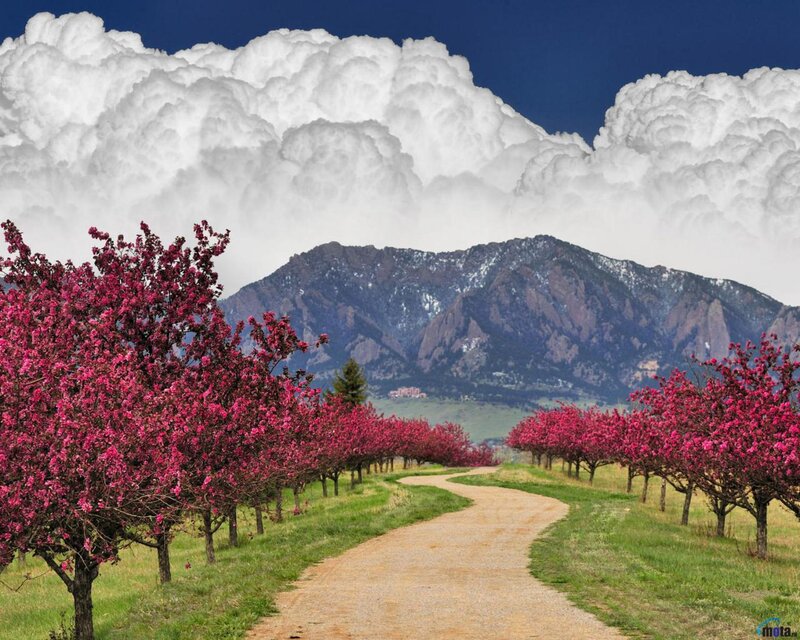 Flowering Trees and Mountain