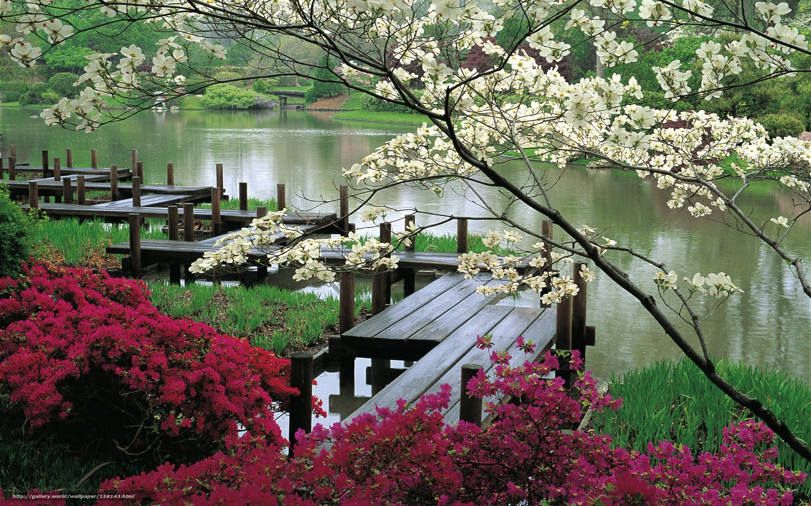 Flowering trees by a lake