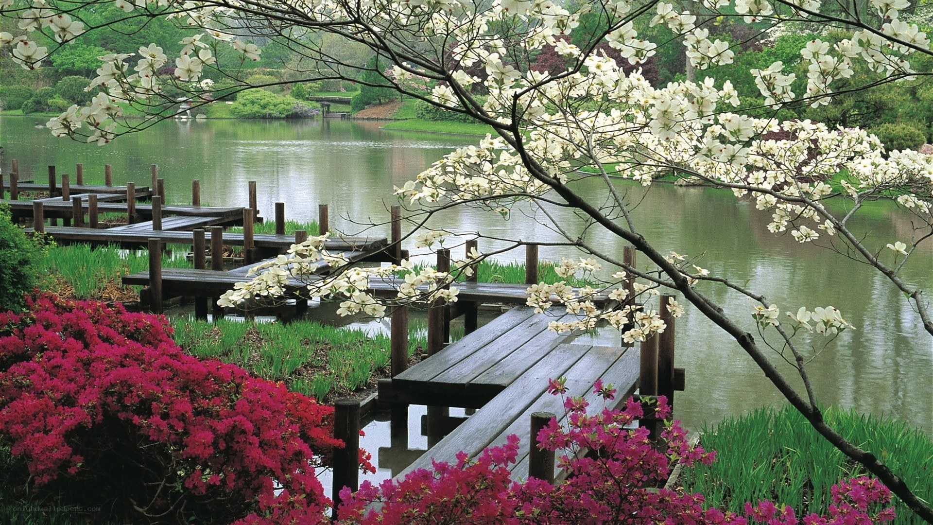 Flowering trees by a lake