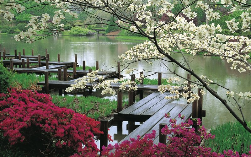 Flowering trees by a lake