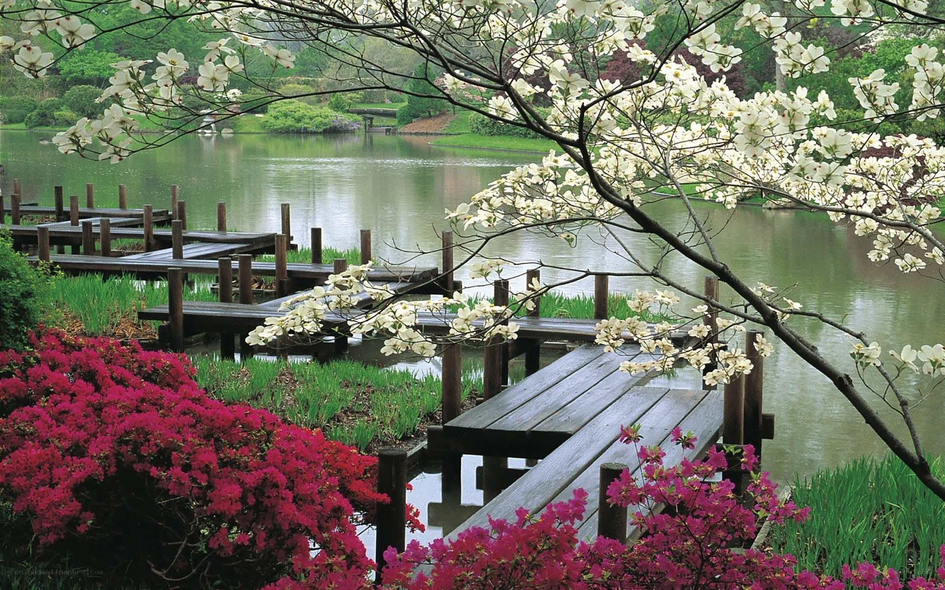 Flowering trees by a lake