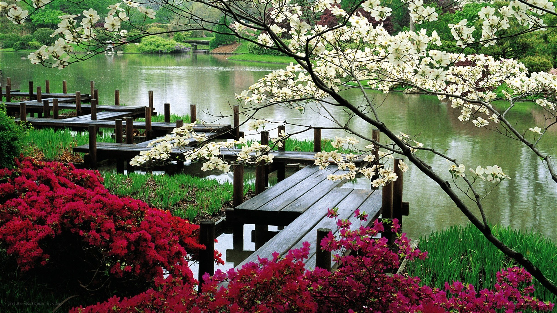 Flowering trees by a lake