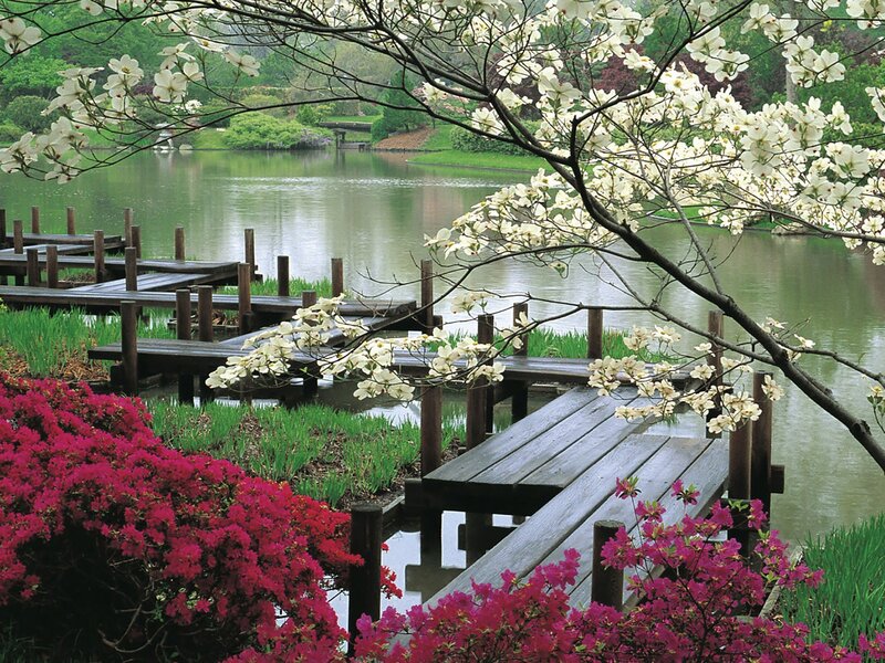 Flowering trees by a pond