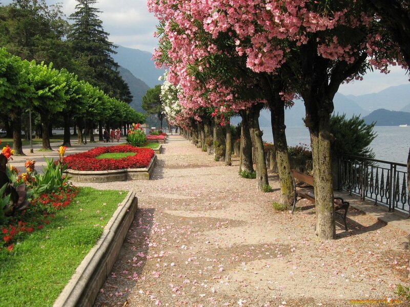 Flowering Trees by Lake