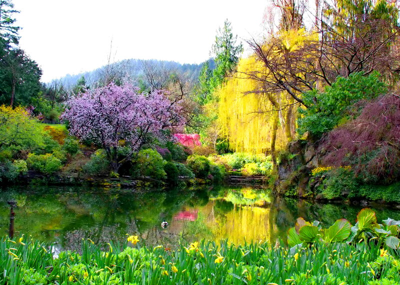 Flowering Trees by Pond
