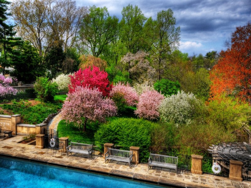 Flowering Trees by Pool