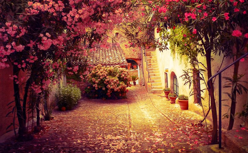 Flowering Trees in Alley