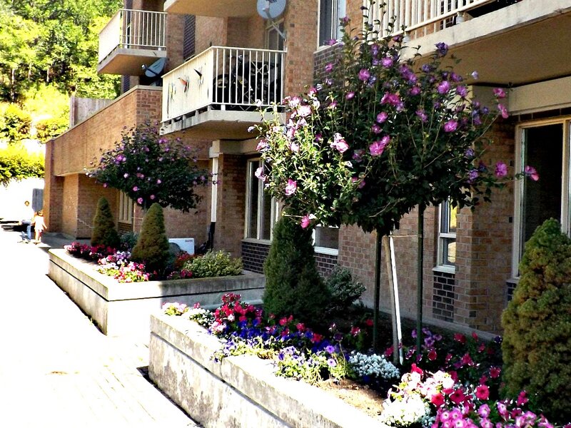 Flowering Trees in Courtyard
