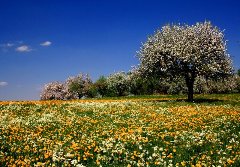 Flowering Trees in Field — Blue