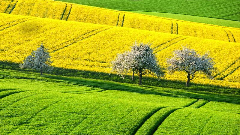 Flowering Trees in Fields