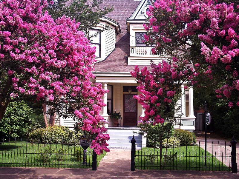Flowering trees in front of a house