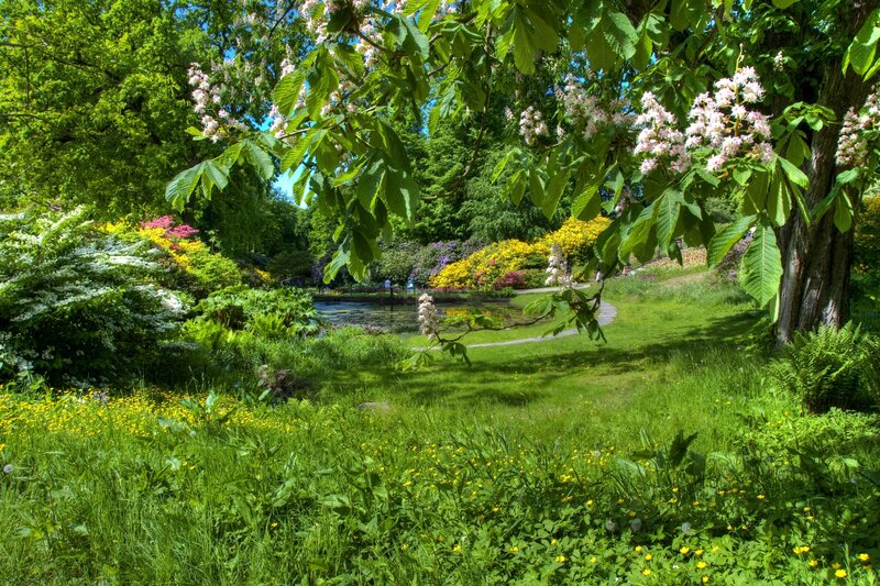 Flowering Trees in Garden — Green, Serene, Spring, Photograph