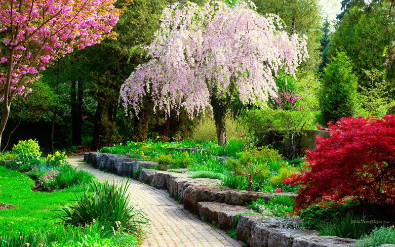 Flowering Trees in Garden — Green, Serene, Spring