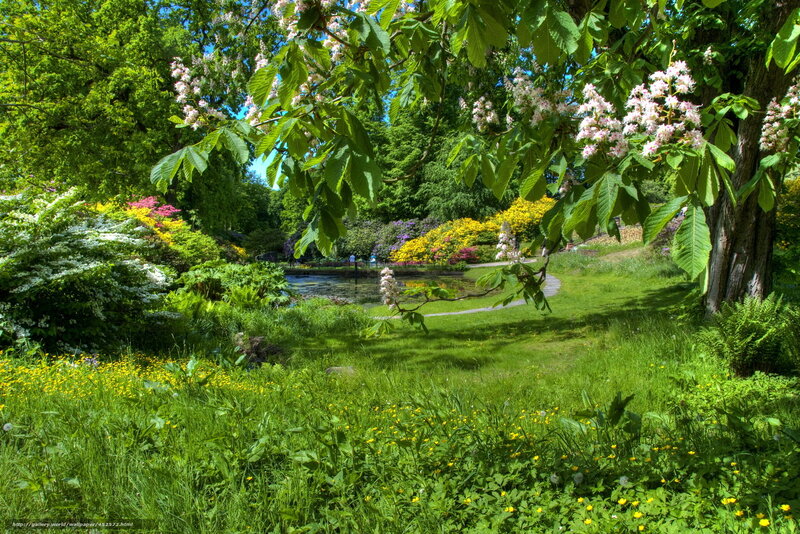 Flowering Trees in Garden — Green, Serene, Summer