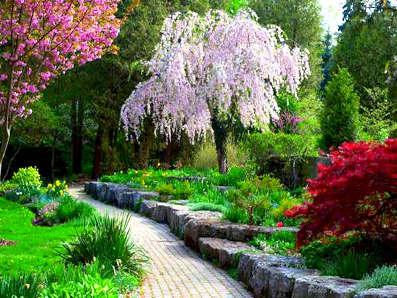 Flowering Trees in Garden — Green