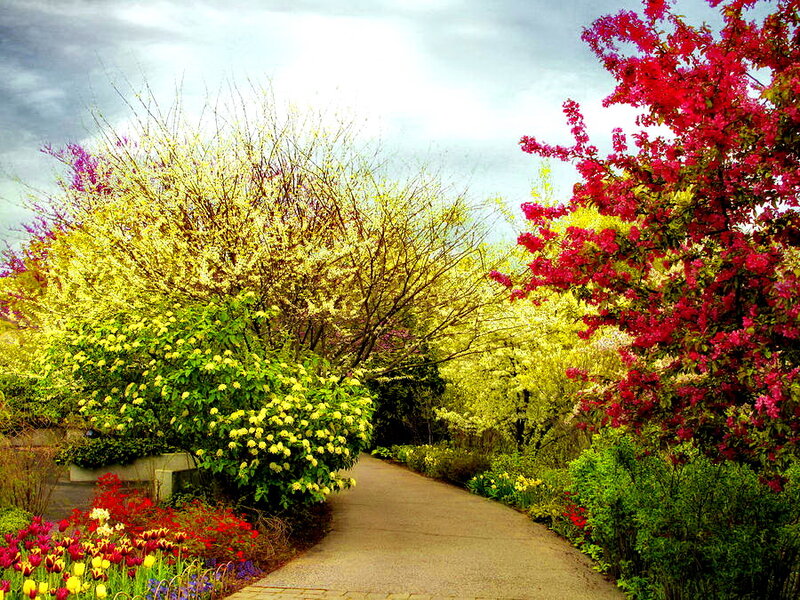 Flowering Trees in Garden