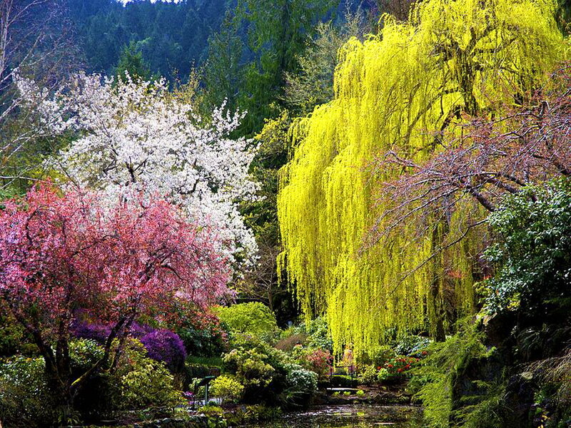 Flowering Trees in Garden — Yellow