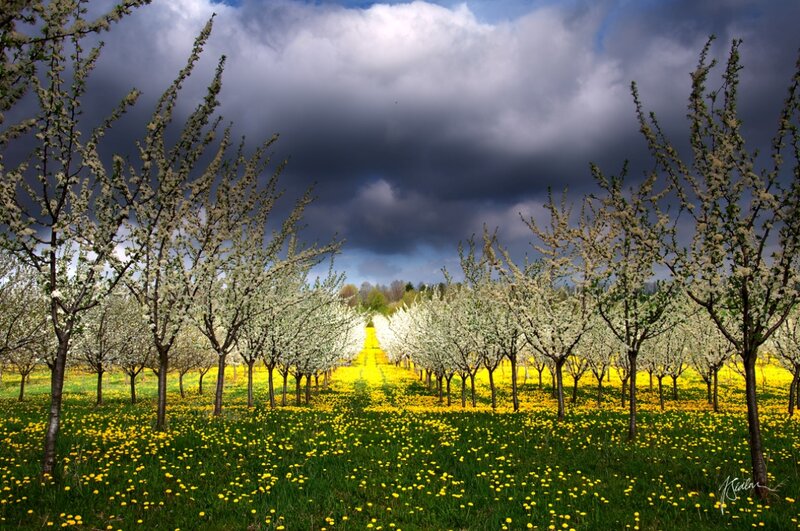 Flowering Trees in Orchard