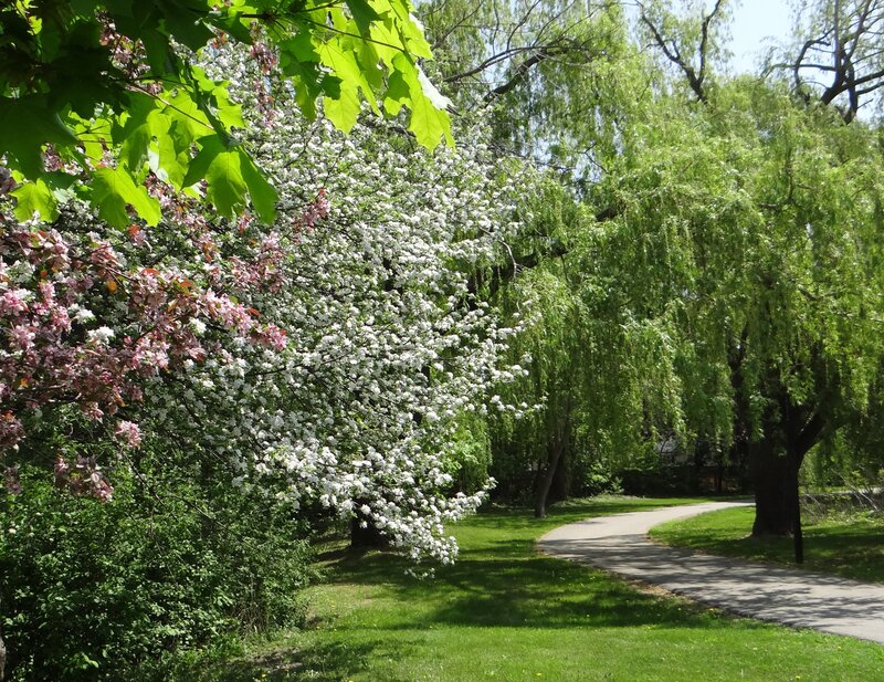 Flowering Trees in Park — Green, Serene
