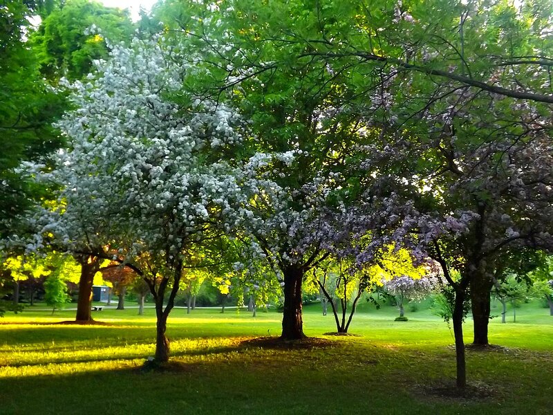 Flowering Trees in Park — Green