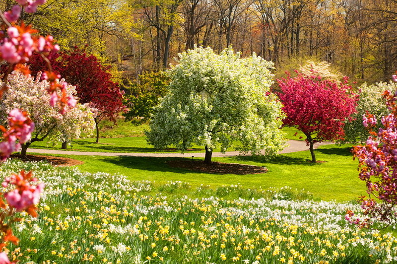 Flowering Trees in Park